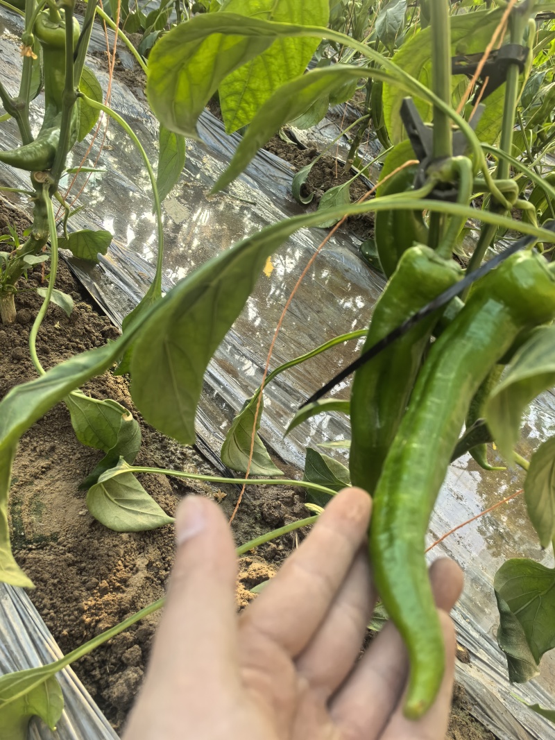 青黄皮辣椒