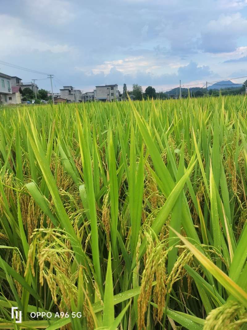 二季晚稻