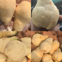 中华佛手梨