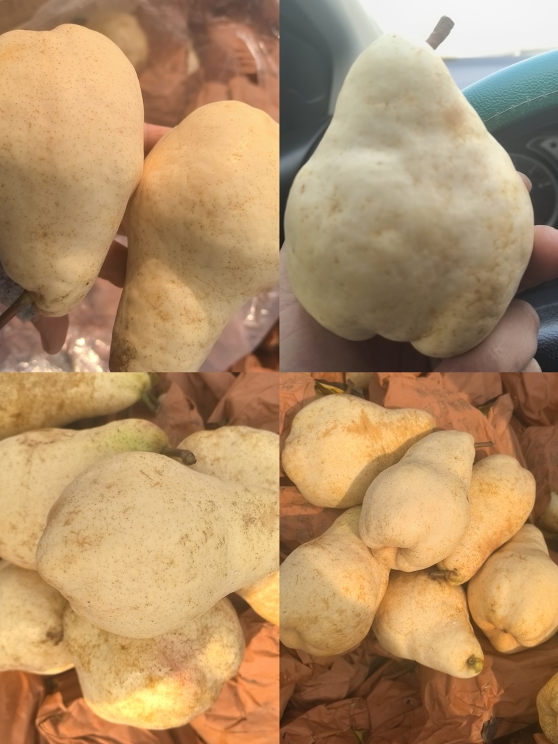 中华佛手梨