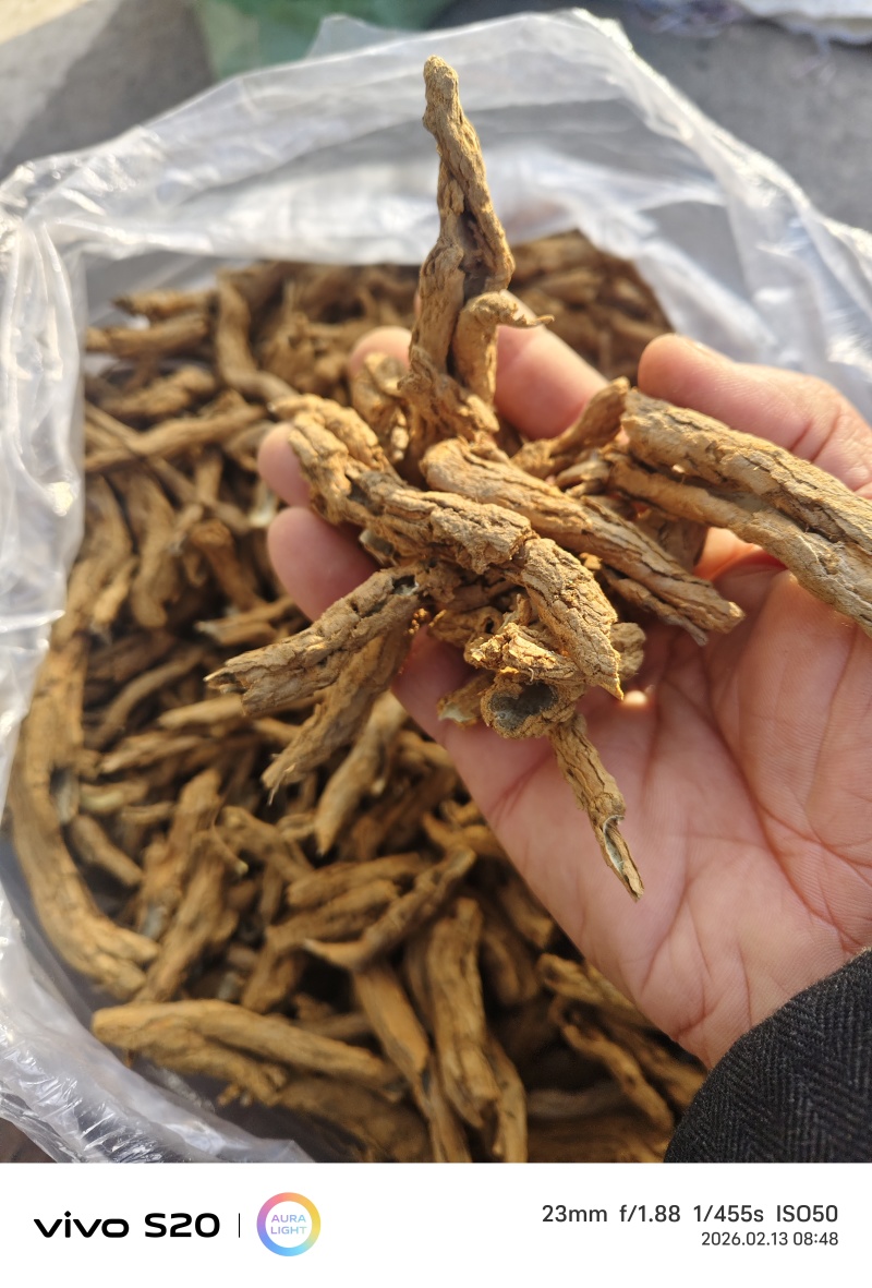 地骨皮品质保证价格优惠欢迎来电洽谈诚信经营