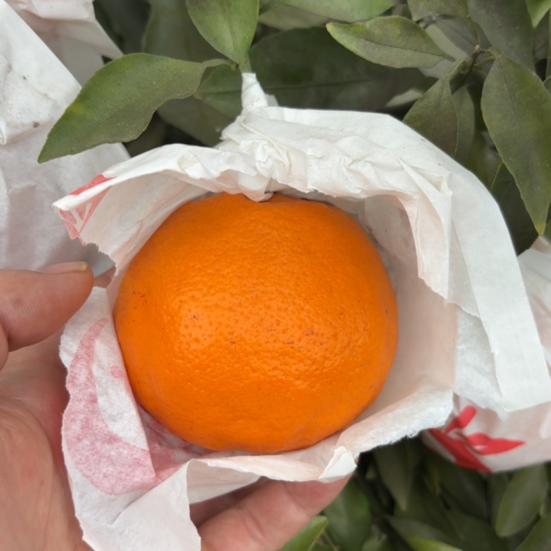 耙耙柑自然成熟