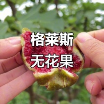 格莱斯无花果