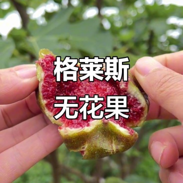 格莱斯无花果