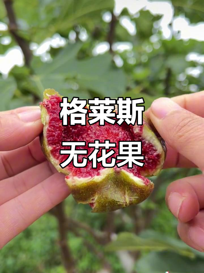 格莱斯无花果