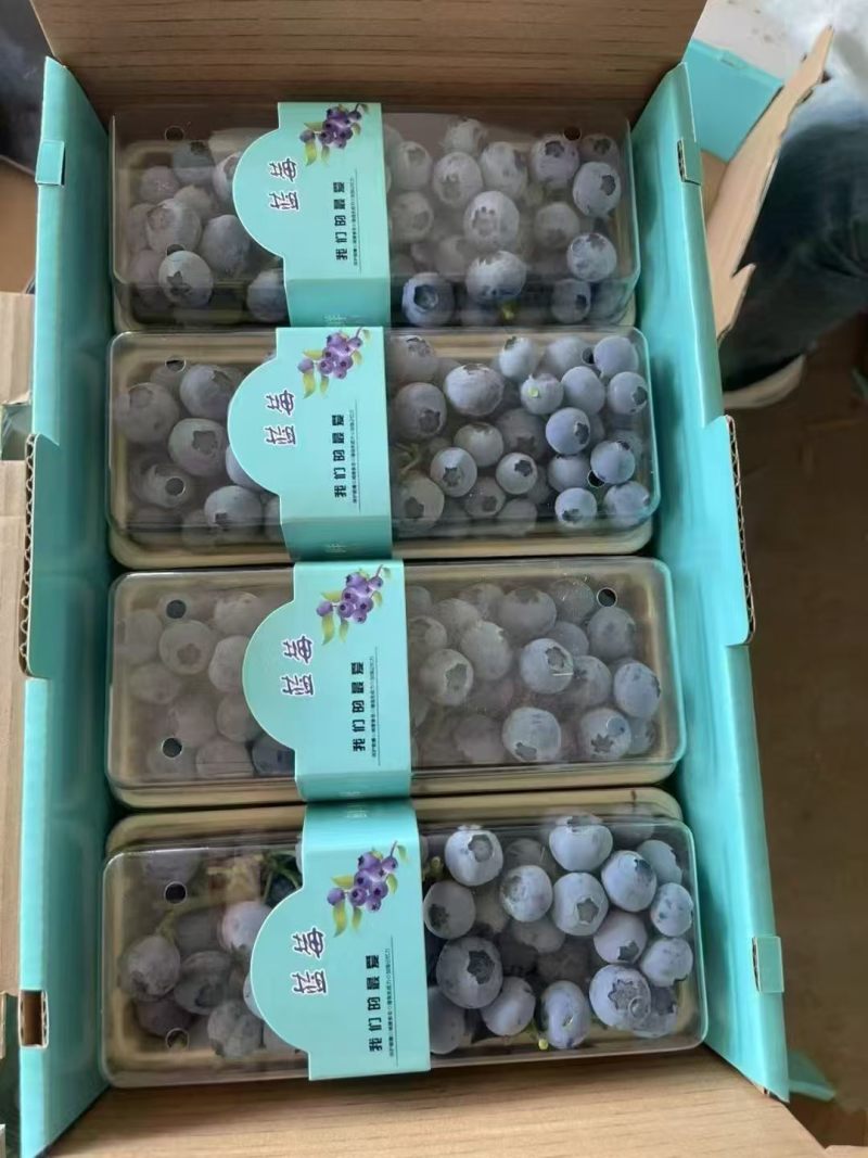 山东蓝莓新鲜上市品种多规格全支持电商商超市场等大量供应。