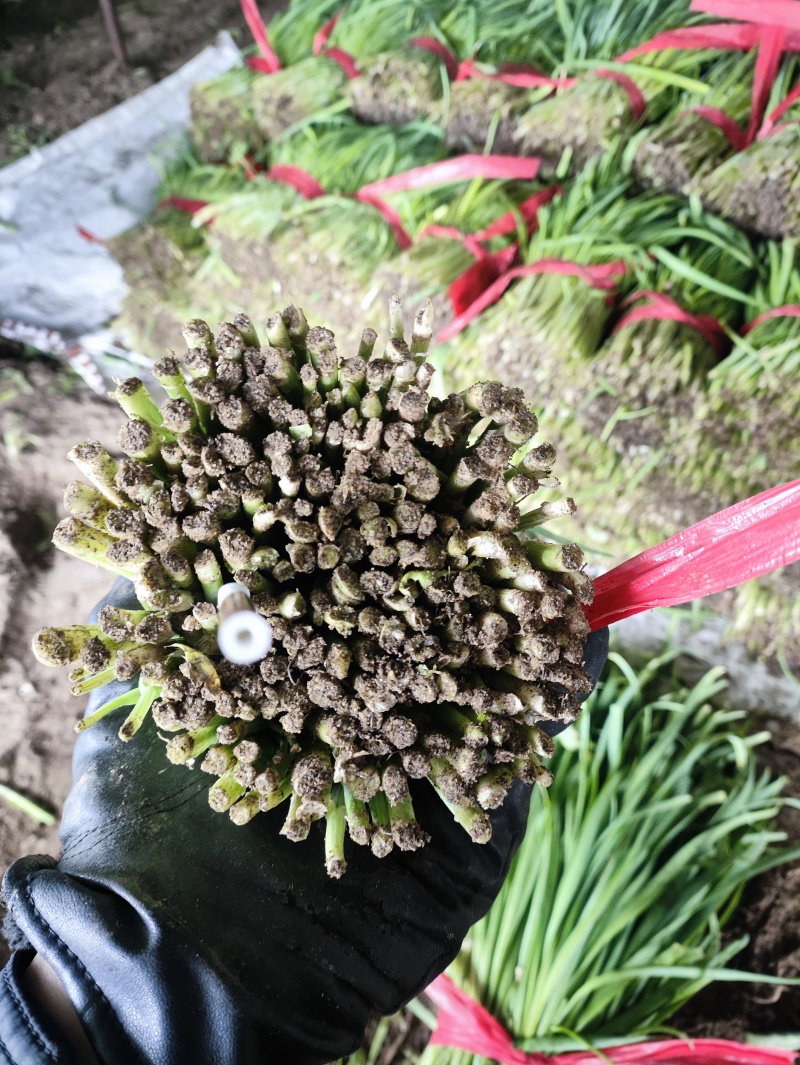 特别好的二刀韭菜大量现货需要联系我
