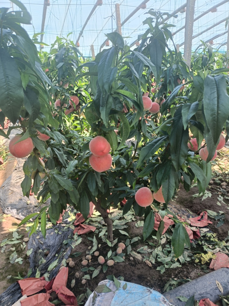 乐亭春雪桃大量上市对接全国商超市场进店咨询