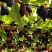 【河北桑葚】泊头桑葚子/精选大果桑葚/现摘现发大甩卖
