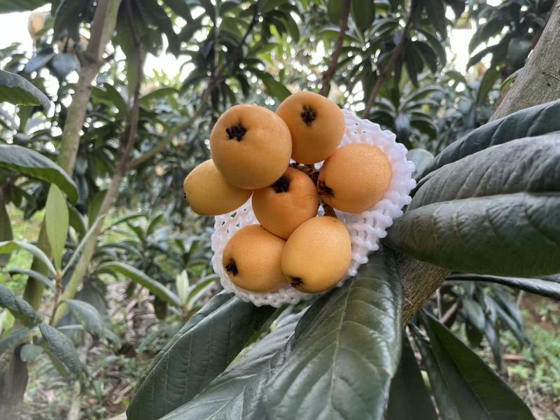 【推荐】云南红河精品琵琶量大从优对接各大批发市场