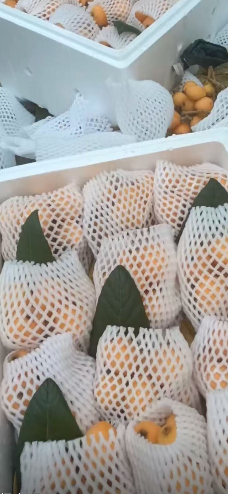 【推荐】云南红河精品琵琶量大从优对接各大批发市场