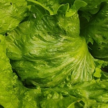 西生菜，球生菜