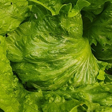 西生菜，球生菜