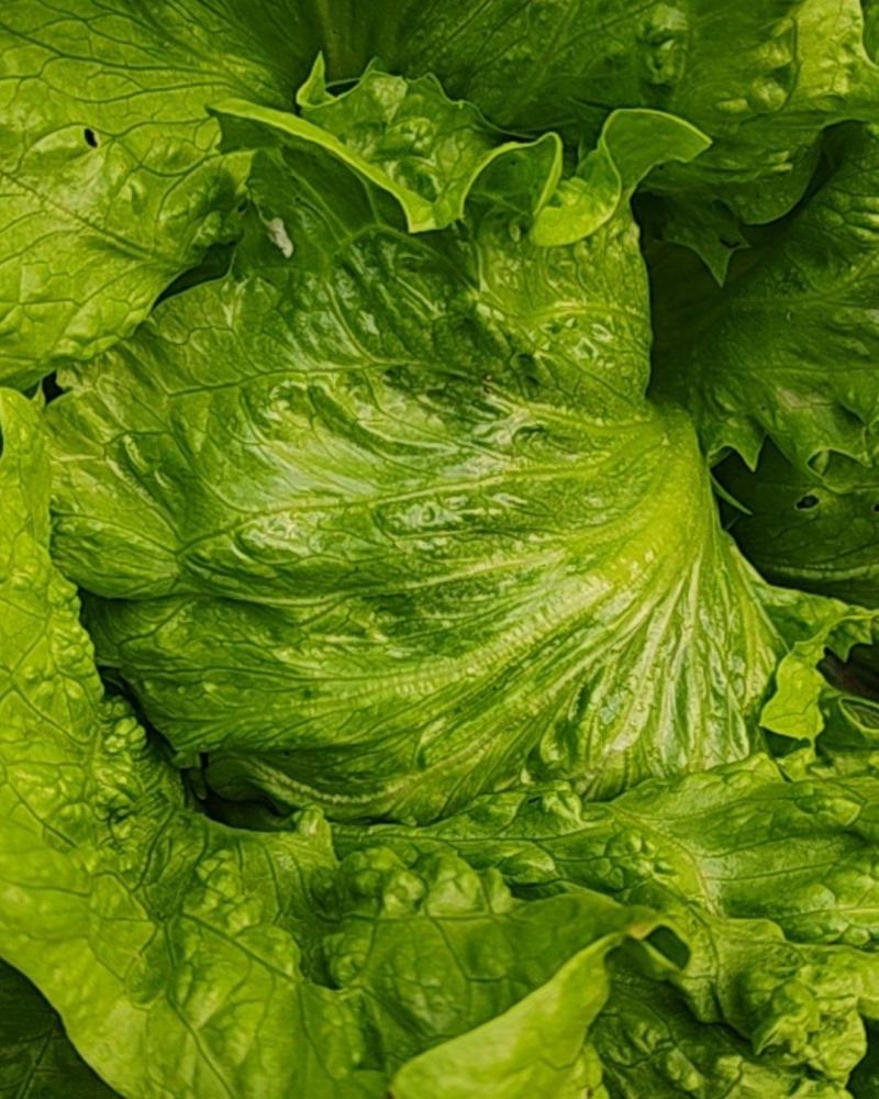 西生菜，球生菜