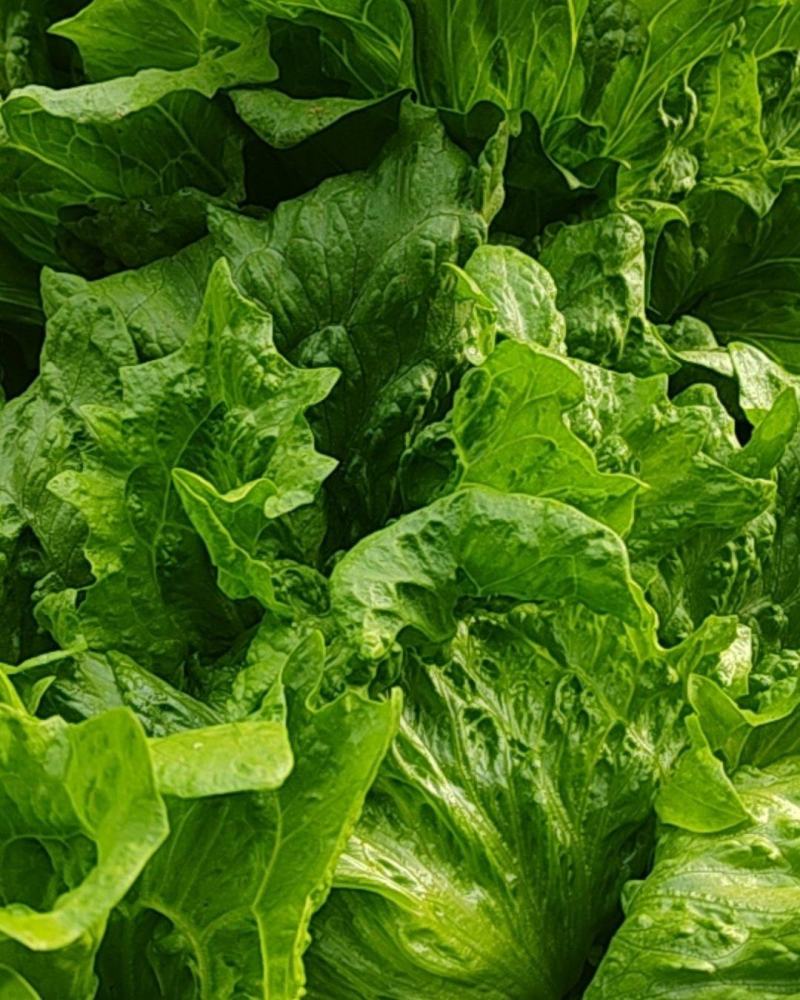 西生菜，球生菜