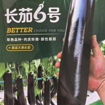 杜绝假货茄子种子大果长茄子种子蔬菜种子菜籽早熟做果率高
