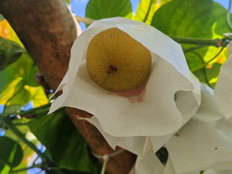 产地热情果