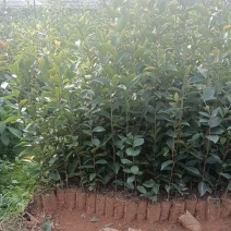 油茶苗/广西百色油茶苗基地种植/大量有货/欢迎前来采购