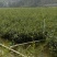 油茶苗/广西百色油茶苗基地种植/大量有货/欢迎前来采购