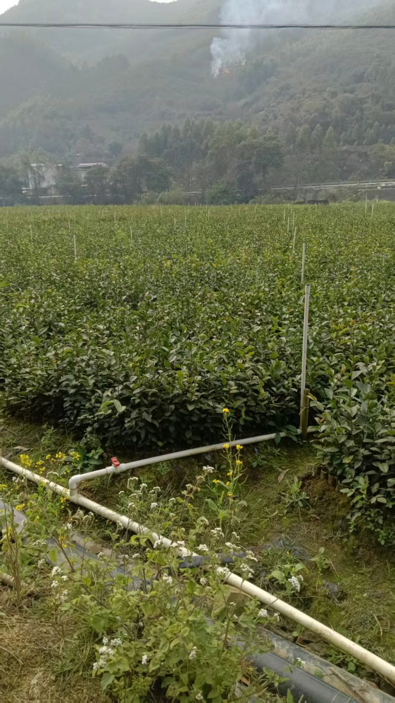 油茶苗/广西百色油茶苗基地种植/大量有货/欢迎前来采购