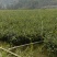 油茶苗/广西百色油茶苗基地种植/大量有货/欢迎前来采购
