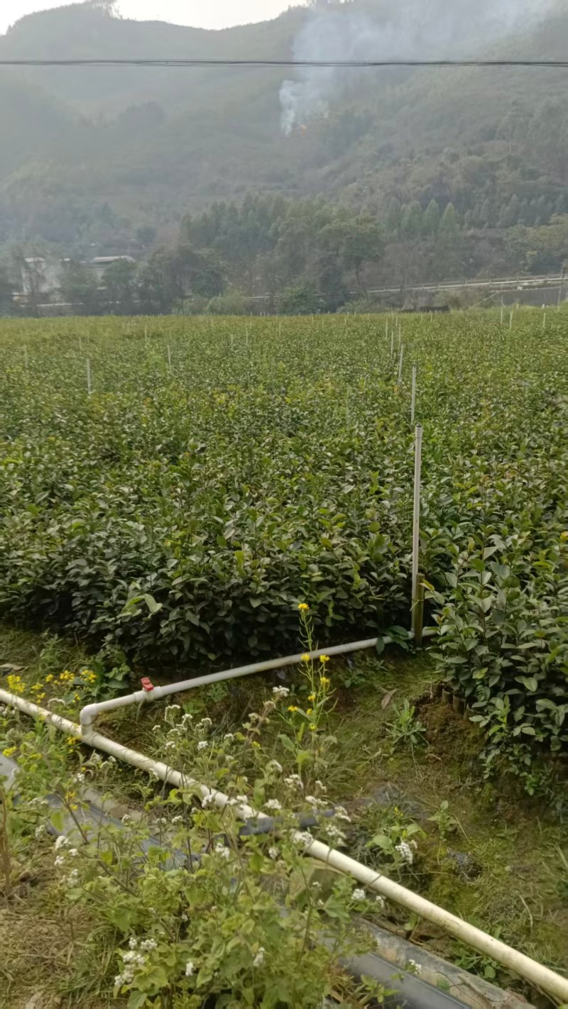 油茶苗/广西百色油茶苗基地种植/大量有货/欢迎前来采购