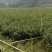 油茶苗/广西百色油茶苗基地种植/大量有货/欢迎前来采购