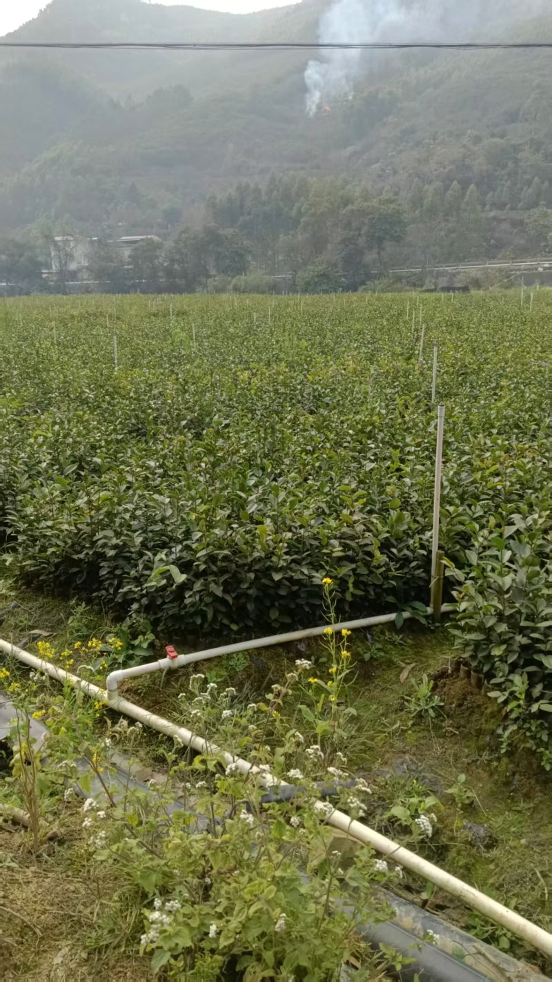 油茶苗/广西百色油茶苗基地种植/大量有货/欢迎前来采购