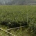 油茶苗/广西百色油茶苗基地种植/大量有货/欢迎前来采购