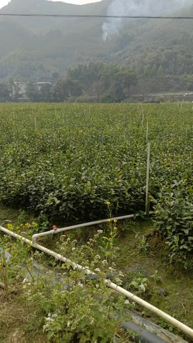 油茶苗/广西百色油茶苗基地种植/大量有货/欢迎前来采购