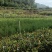 油茶苗/广西百色油茶苗基地种植/大量有货/欢迎前来采购