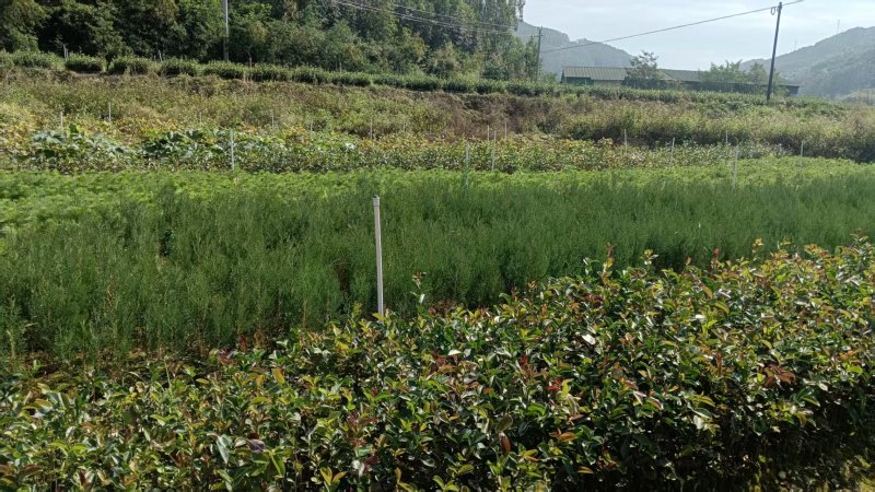 油茶苗/广西百色油茶苗基地种植/大量有货/欢迎前来采购