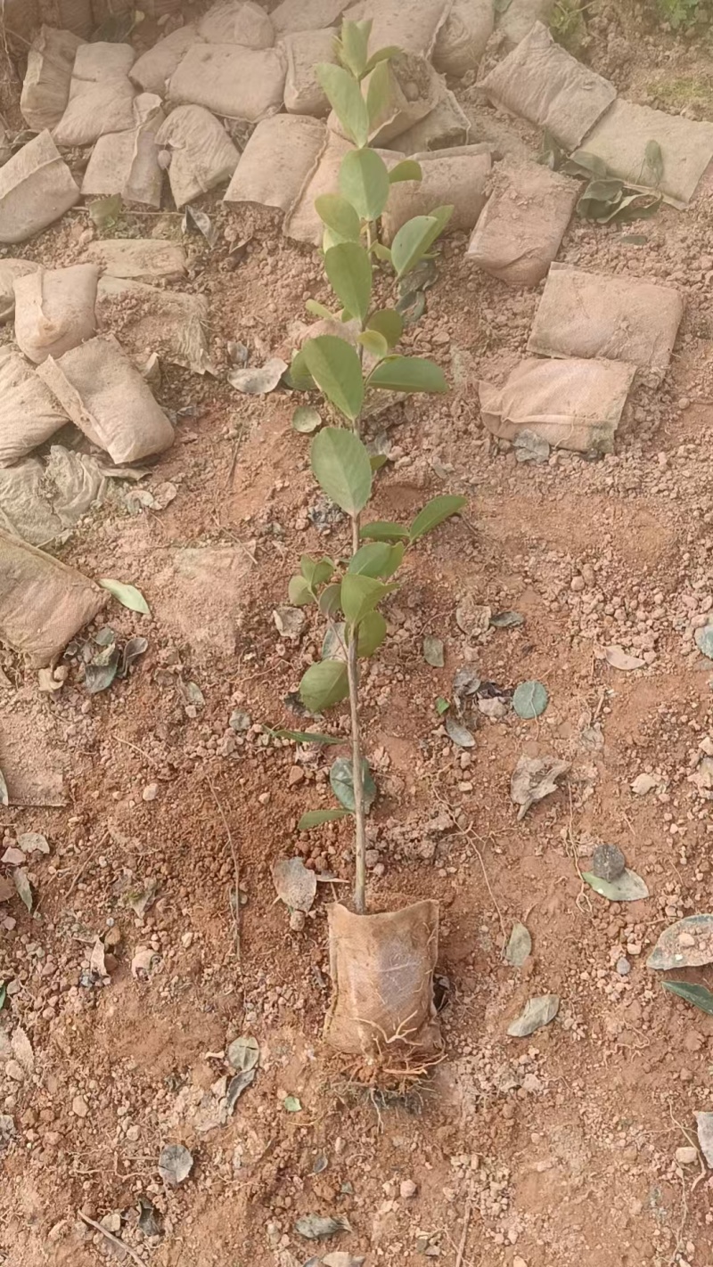油茶苗/广西百色油茶苗基地种植/大量有货/欢迎前来采购