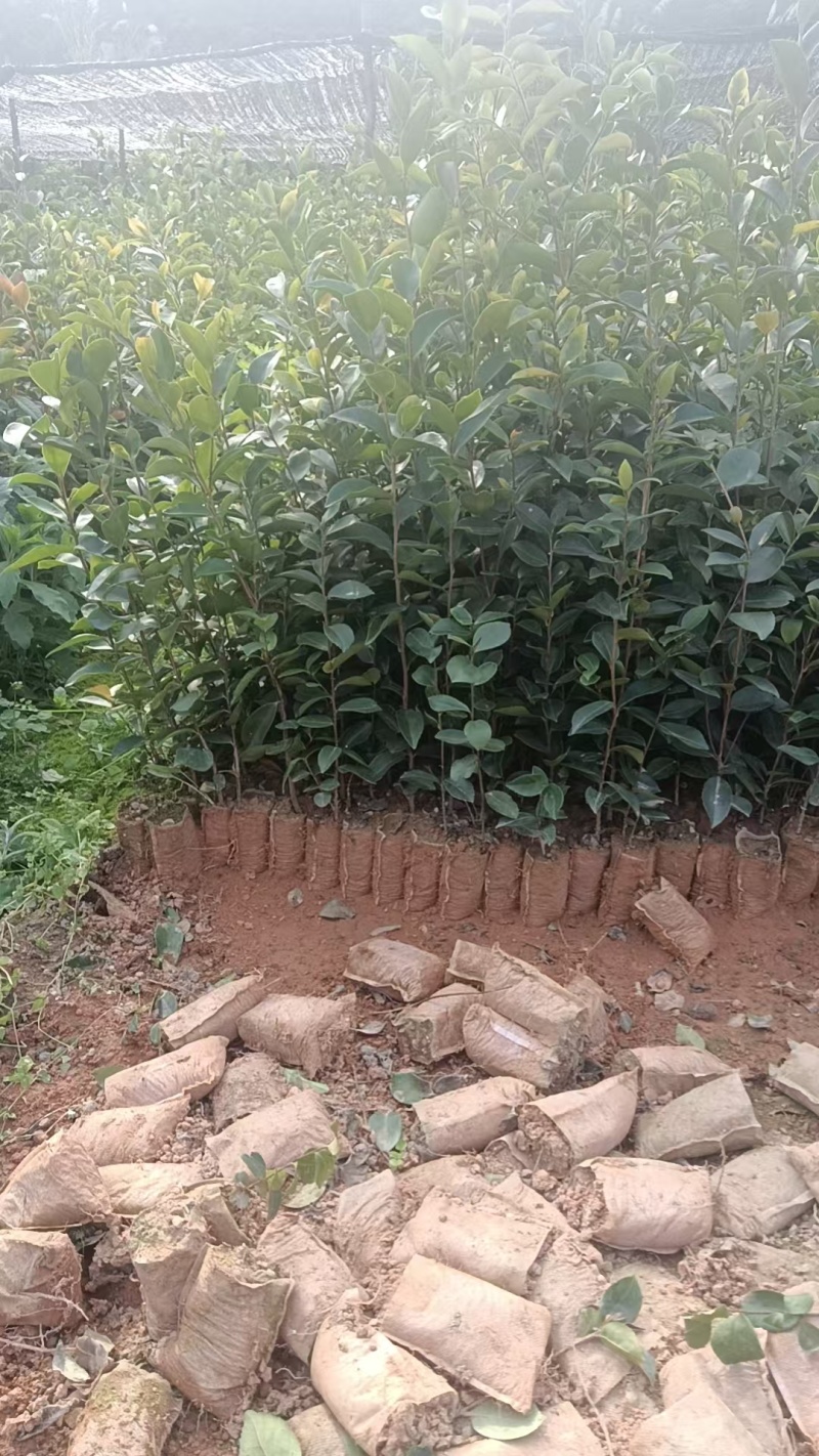 油茶苗/广西百色油茶苗基地种植/大量有货/欢迎前来采购