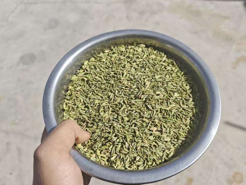 甘肃省玉门市茴香孜然供应商