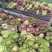 园艺植物多肉法师锦