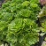 园艺植物多肉法师锦