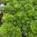 园艺植物多肉法师锦