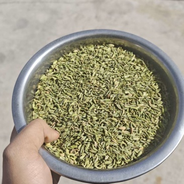 茴香供应1000斤起售