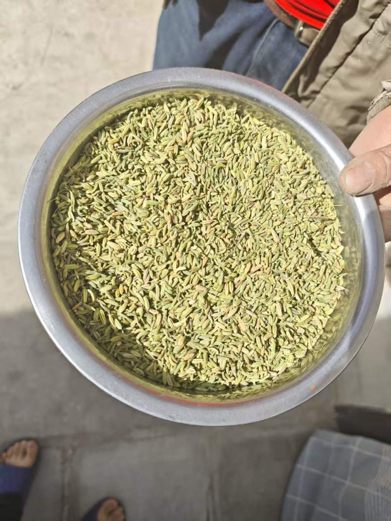茴香供应1000斤起售