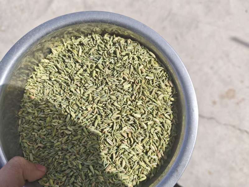茴香供应1000斤起售