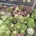 园艺植物多肉法师锦