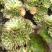 园艺植物多肉法师锦