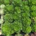 园艺植物多肉法师锦