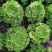 园艺植物多肉法师锦