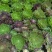 园艺植物多肉法师锦