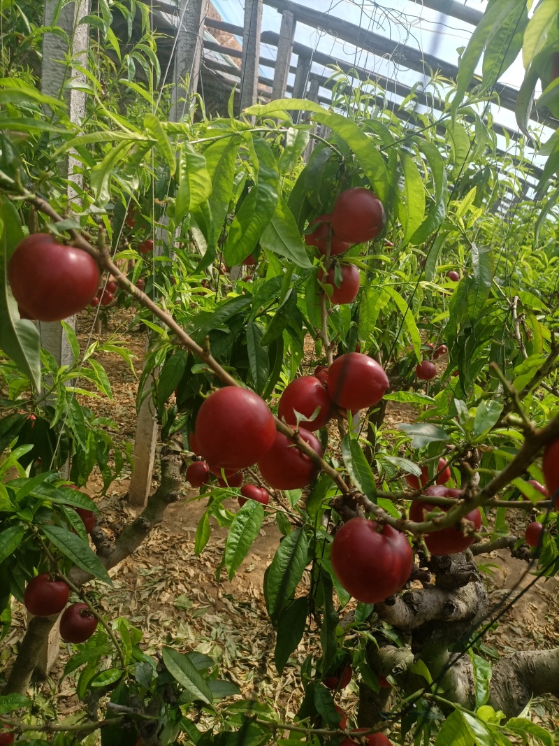黄油桃【唐山桃】欢迎客商前来采购！支持视频看货