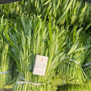 博白空心菜漂亮货