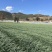 云南基地40亩青叶红蒜，新鲜采摘，基地直发