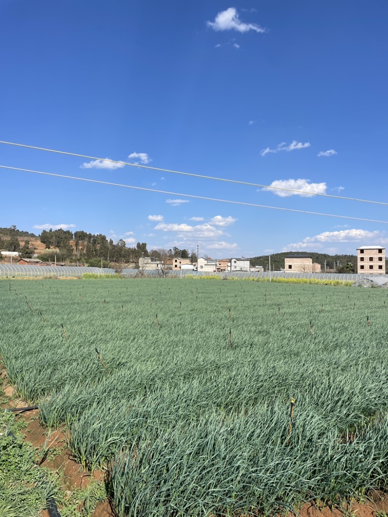 云南基地40亩青叶红蒜，新鲜采摘，基地直发